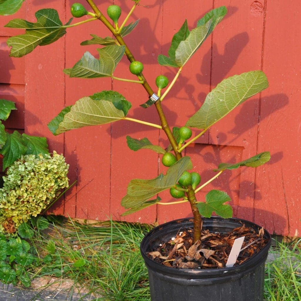 In front of a red wooden fence stands a Young-fig-with-fruit,-Kadota in a black plastic pot, showcasing large green leaves and small figs on its branches. Nearby, some green plants and a light-colored flowering shrub can be seen, demonstrating it's possible to grow figs even in cold climates.