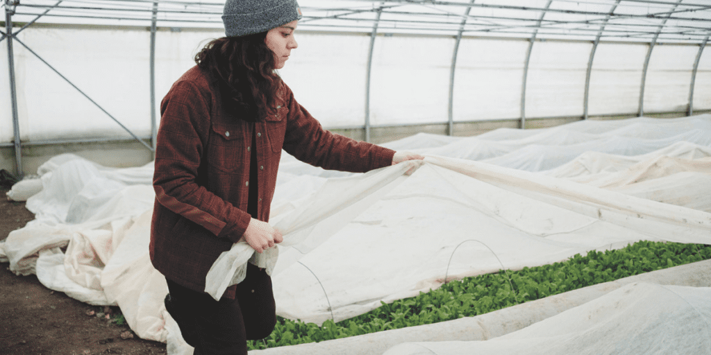 A person in a greenhouse carefully lifts a white sheet covering rows of green plants, utilizing Simple Shelters to protect crops and ensure the success of winter farming.