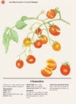 Watercolor illustration of Tomatoes on a vine with sliced tomatoes below.