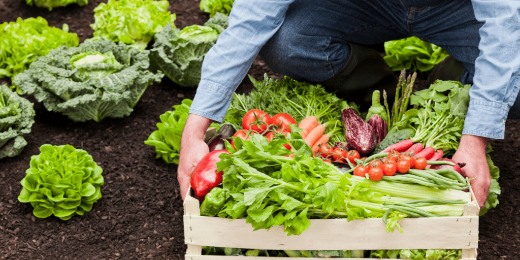 A person holds a crate of fresh, organic vegetables in a vibrant garden, with lush lettuce thriving in the background.