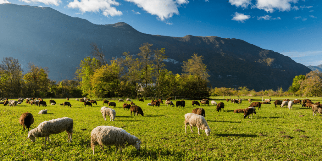 Sheep grazing in a lush green field with mountains and a blue sky in the background exemplify resilient agriculture, harmoniously thriving amidst nature's beauty.