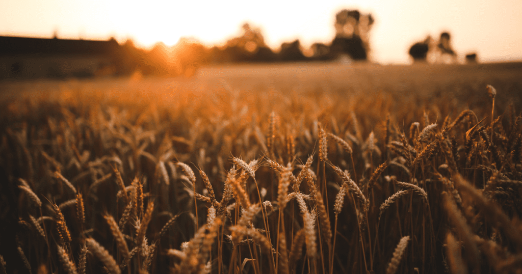 Golden wheat field at sunset
