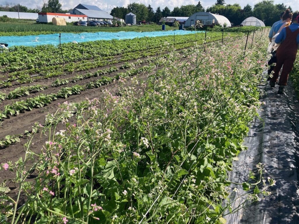 In a sunny farm field, rows of seed crops flourish, extending towards the horizon, while greenhouses in the background nurture a thriving market garden.