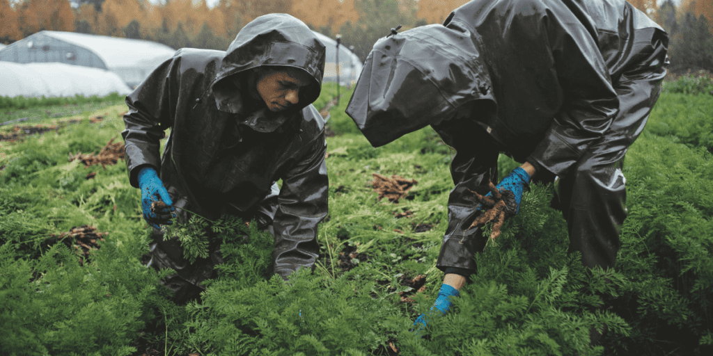 Two people in rain gear harvest carrots on the farm, demonstrating essential lessons in teamwork and efficiency amid lush green fields.