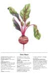 Root Vegetables: red-stemmed beet with green leaves and a red-and-white beetroot.