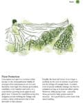 A person covers Root Vegetables with white netting to keep them protected and healthy.