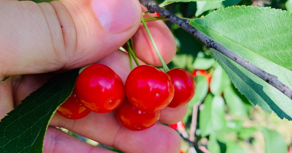 Picking ripe red cherries.