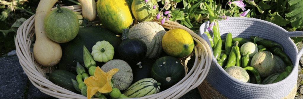 Baskets of assorted garden vegetables outdoors, inspired by The Edible Ecosystem of Zach Loeks.