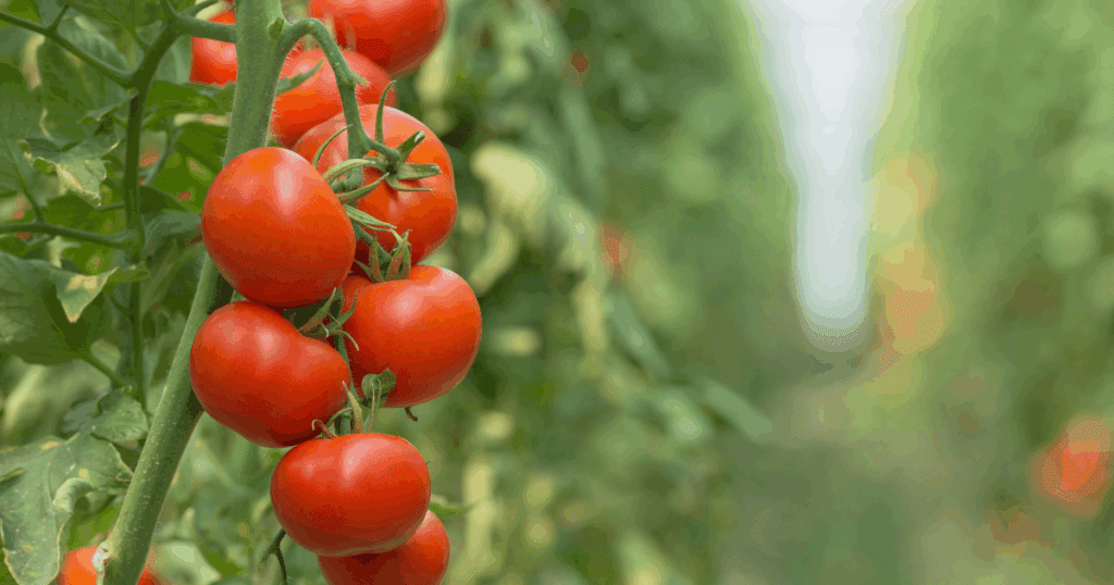 Cluster of ripe red tomatoes growing on a vine, unaffected by common tomato pests.