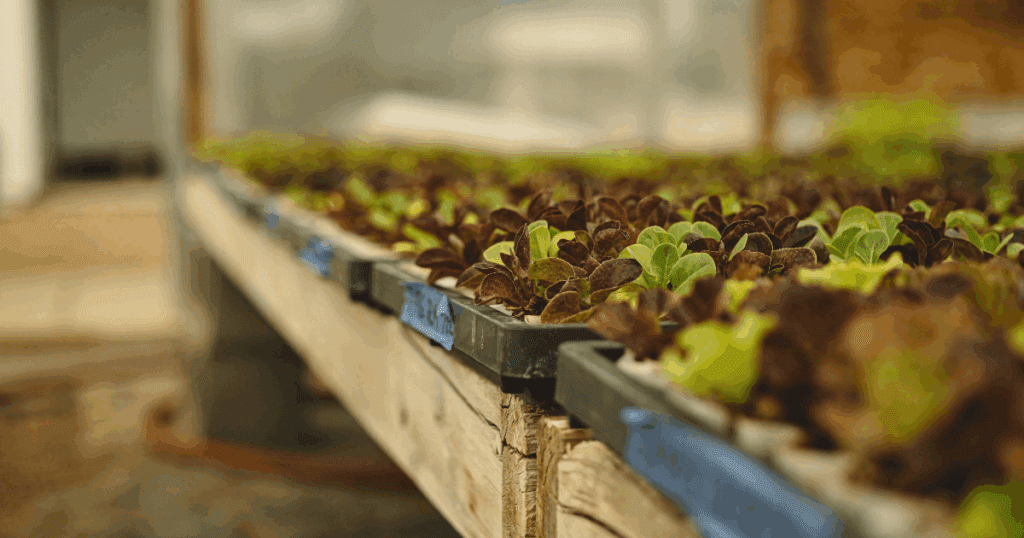 Young lettuce seedlings growing in trays—a market gardener’s guide to the paperpot system.