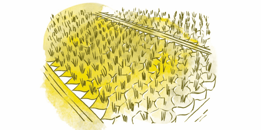 Illustration of yellow-green crops in rows, styled for a Market Gardener or Paperpot System guide.