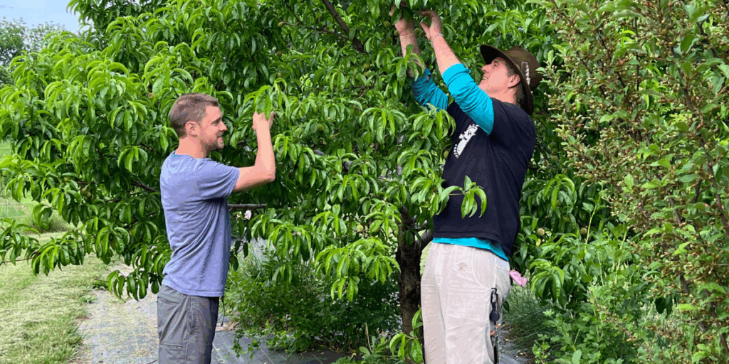 Two people mapping their inner landscape while picking fruit in a lush, green outdoor setting.