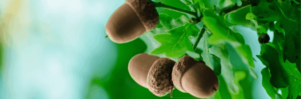 Three nuts hanging from an oak branch with green leaves and a blurred background.