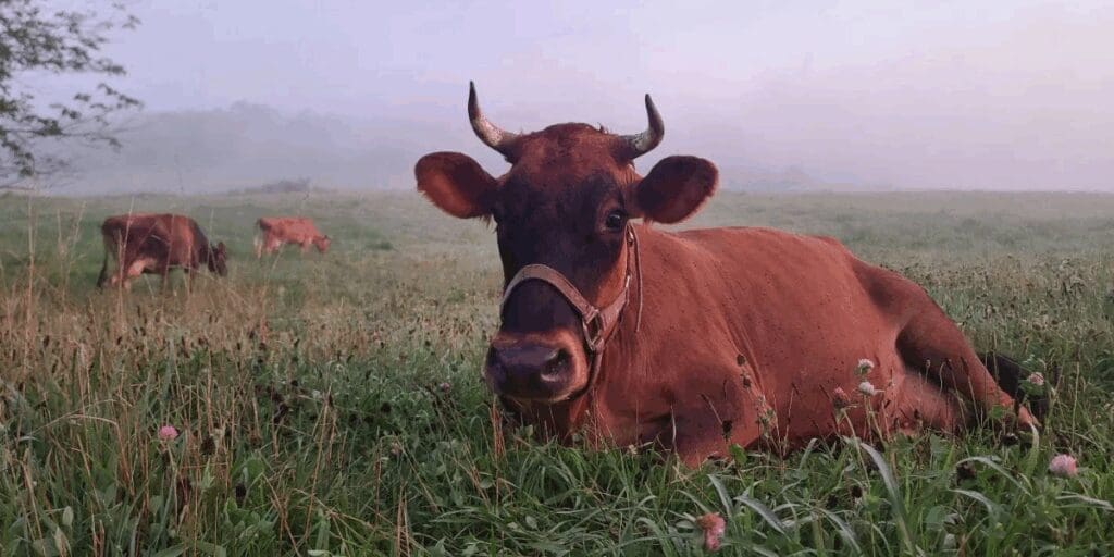 A brown cow with horns rests in a grassy field on Farmers Land Trust, promoting food security.