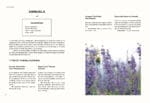 Floramama: Tall purple flowers growing outdoors, featured next to info on annual blooms.