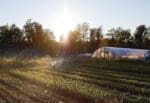 Floramama greenhouse and crops being watered in a sunny field with trees behind.