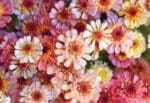 Floramama features vibrant pink, white, and yellow daisy-like flowers in full bloom.