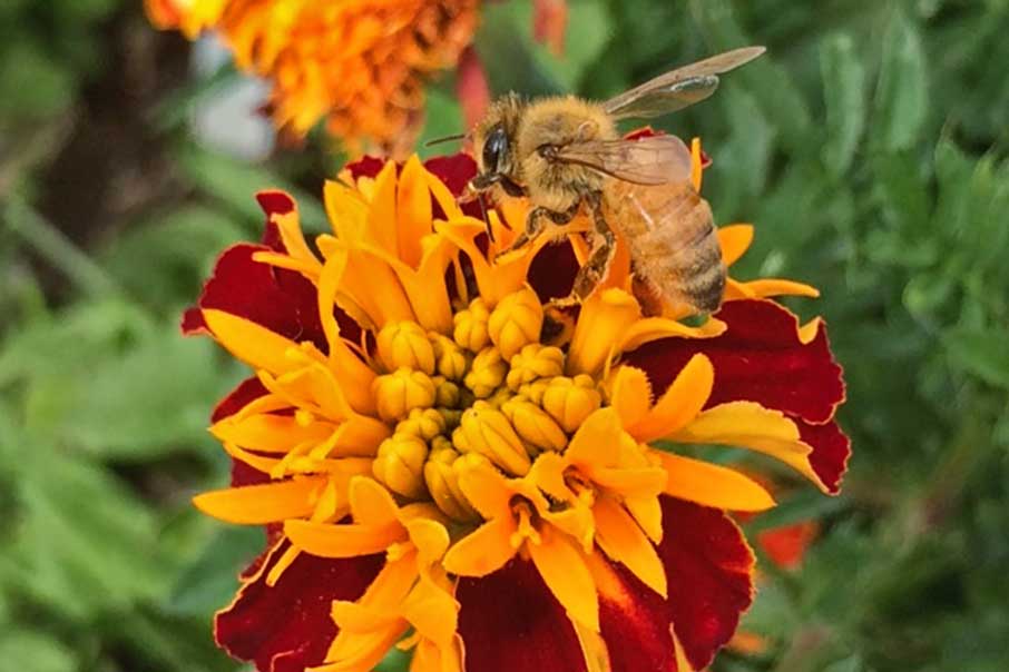 A bee collecting nectar on a marigold—perfect for pollinator education in a school garden.