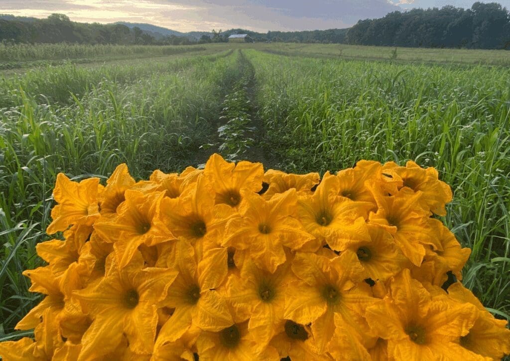 Yellow squash blossoms bloom on community-held land with a distant barn and trees in view.