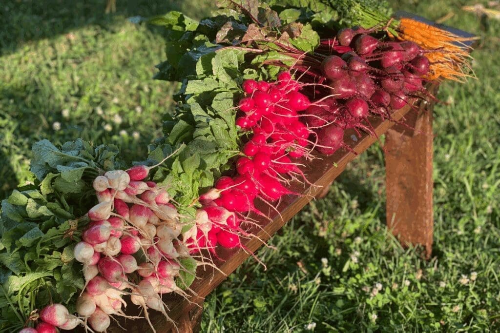 Freshly harvested radishes and carrots embody the Art of Letting Go on a sunlit wooden bench.