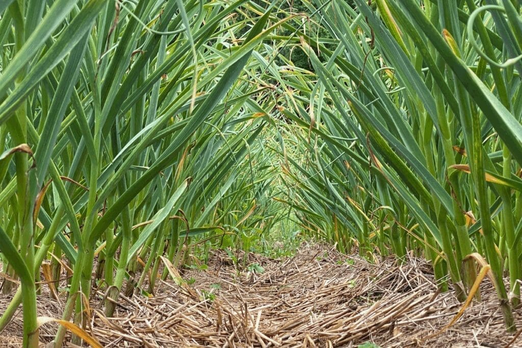 Low angle view of tall green plants, an Art of Letting Go scene over straw-covered ground.