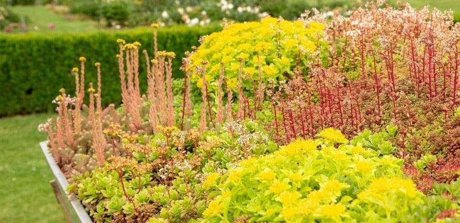 A vibrant garden bed highlights the benefits of green roofs with colorful succulents and shrubs.