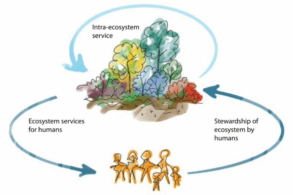 Illustration showing the cycle of edible ecosystems and ecosystem services between humans and nature.