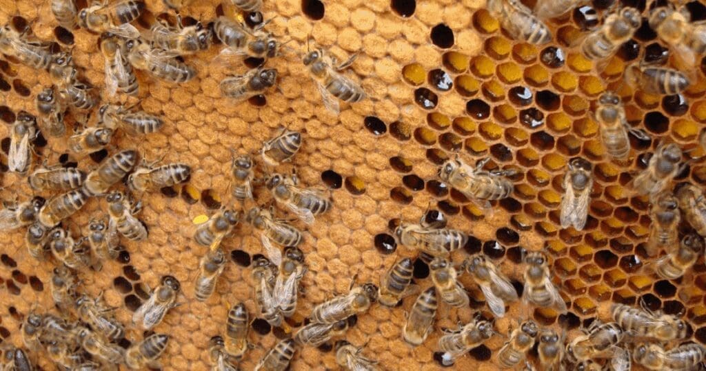Close-up of bees on a honeycomb, showcasing the beauty of sustainable beekeeping.