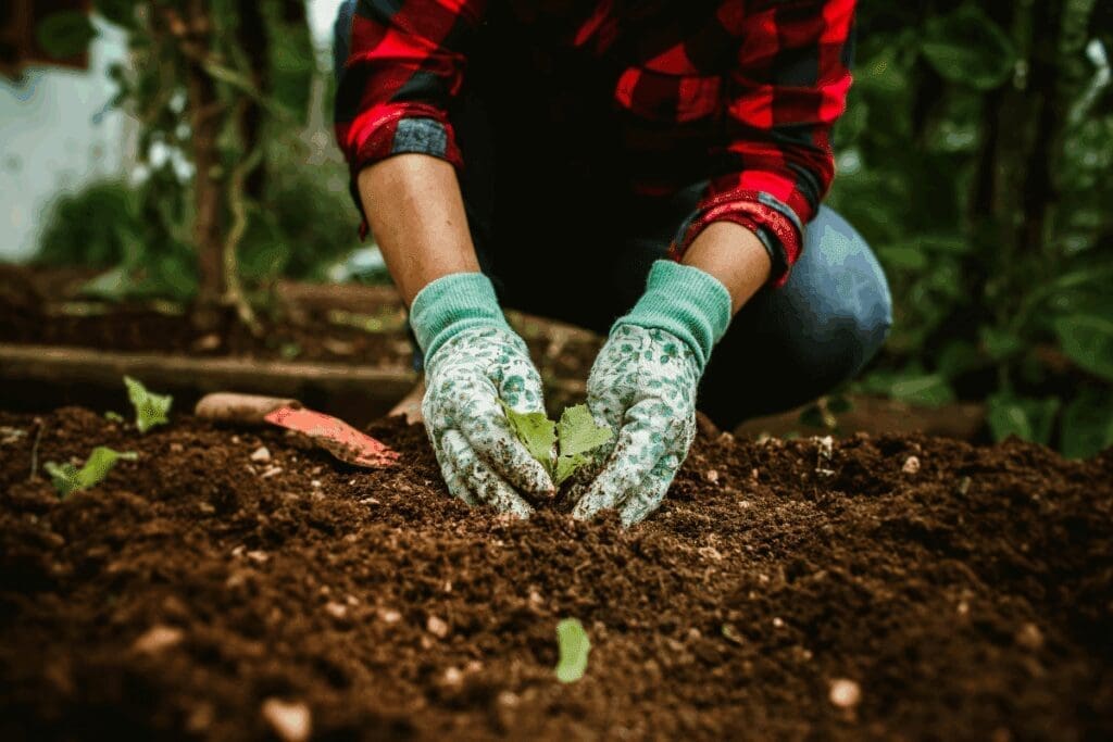 Person wearing gloves planting a small seedling—meaningful gifts for the holiday season.