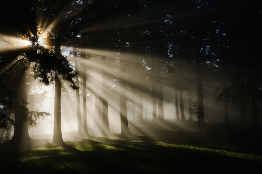 Sunlight streams through tall trees, reminding us that small choices can create a better world.