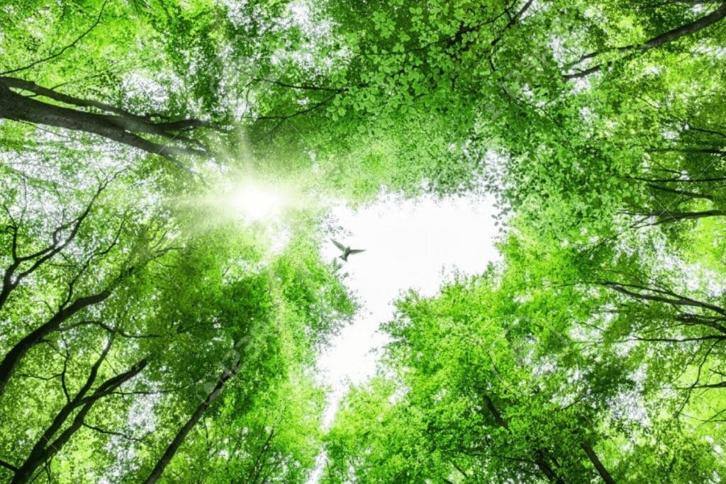 Sunlight filters through lush green trees, reminding us that small choices create a better world.