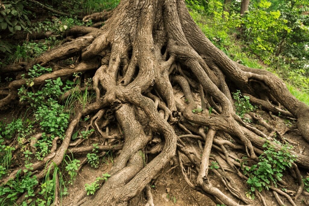 Large tree roots sprawling over the ground, evoking the spirit of collective liberation.