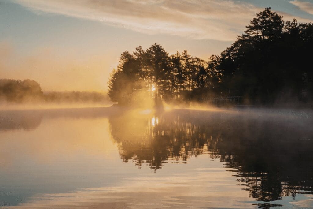 Sunrise shines through trees with mist, reflecting the golden light of the Great Turning.