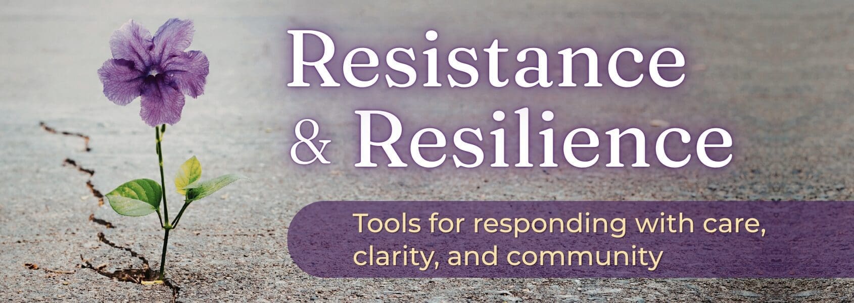 Purple flower grows through cracked pavement—symbolizing resilience and resistance.