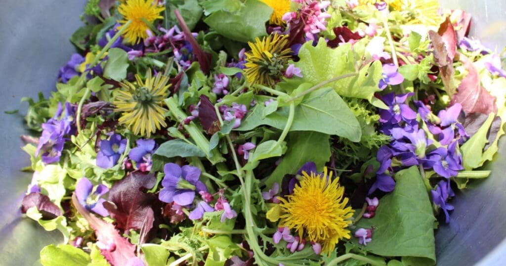 A colorful salad with leafy greens, edible flowers, perfect for edible yard design.