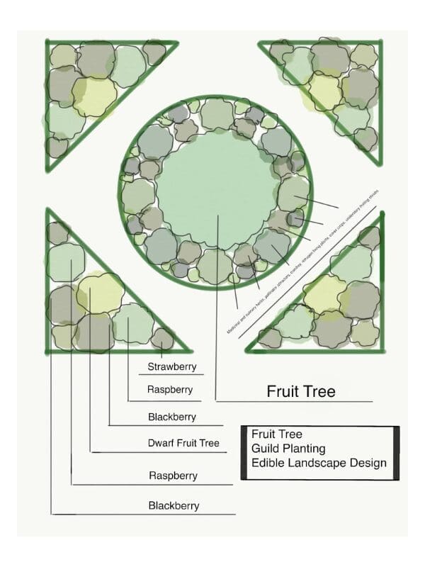 Diagram of an edible yard tree guild with strawberry, raspberry, and blackberry plantings.