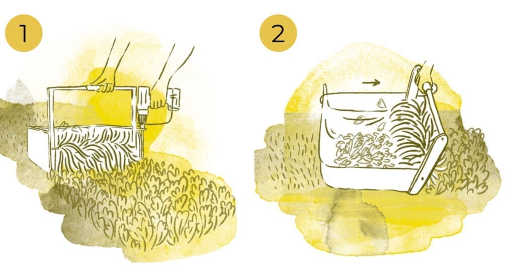 Hand pushing harvest tools over crops; machine drops cut crops—perfect for backyard gardens.