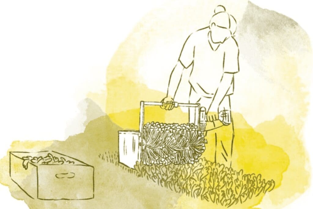 Line drawing of a person harvesting bananas with harvest tools, basket on a yellow background.