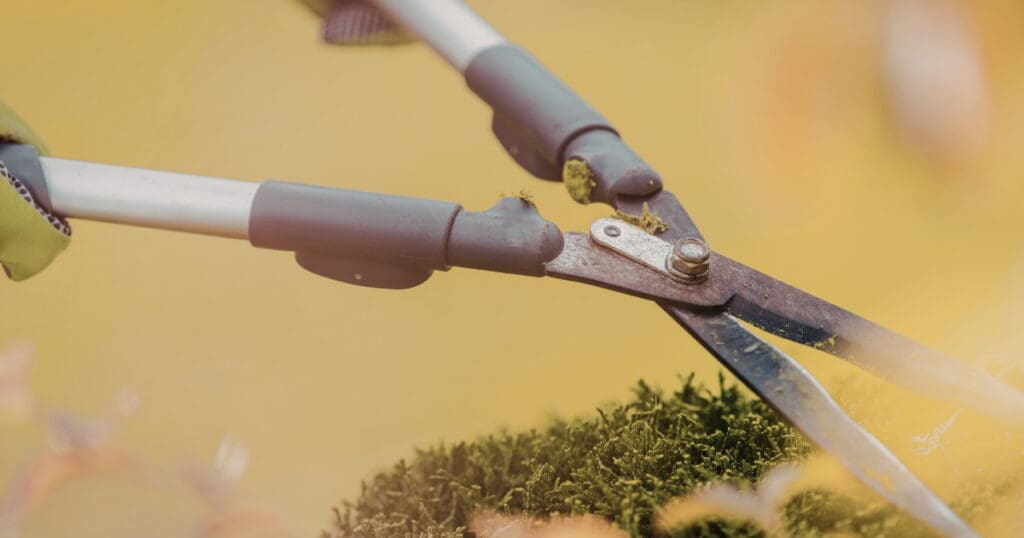 Close-up of garden shears, essential harvest tools, trimming a bush in a backyard garden.