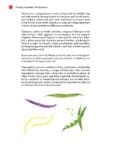 Illustration of a bean pod and leafy plant near the bottom right of a botanical textbook page.