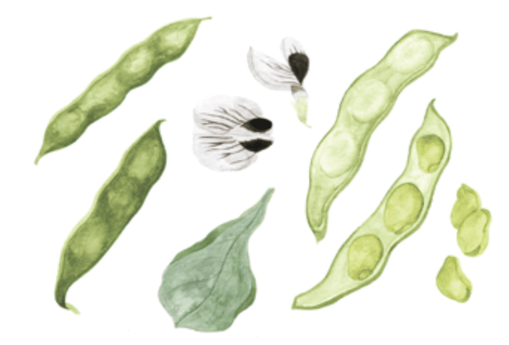 Watercolor illustration of green pea pods and leaves, perfect for garden planning inspiration.