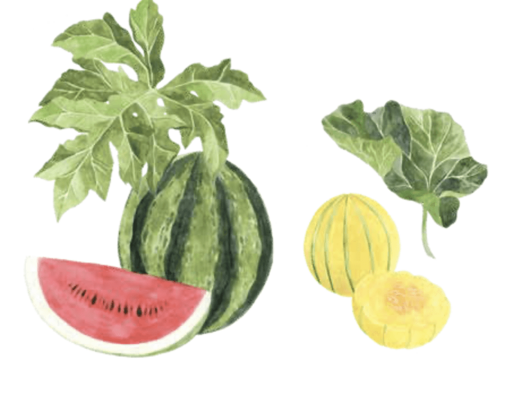 Watermelon and yellow melon with leaves, freshly sliced from a thriving backyard garden.