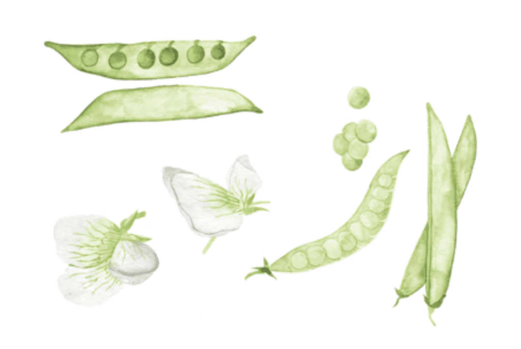 Watercolor illustration of pea pods and flowers, perfect for backyard garden planning.