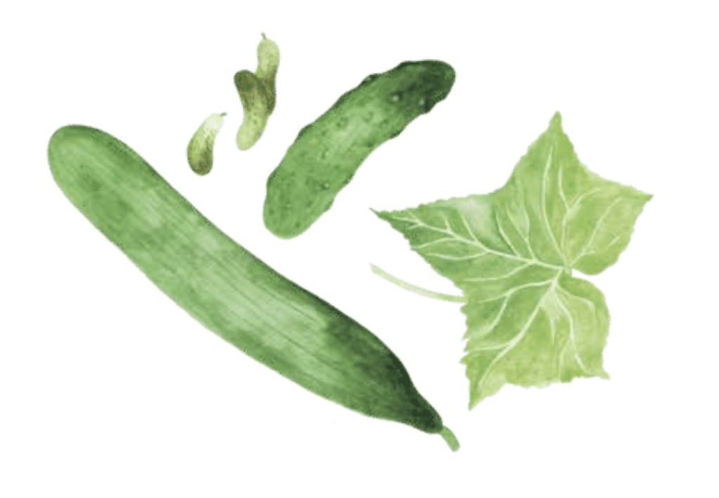 Watercolor cucumber and slices, with a green leaf, perfect for backyard garden planning.