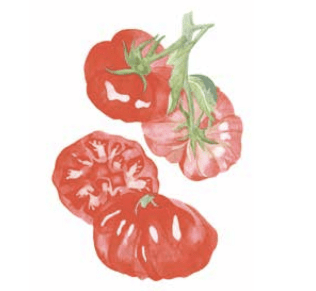 Watercolor illustration of whole and sliced red tomatoes, fresh from a backyard garden.