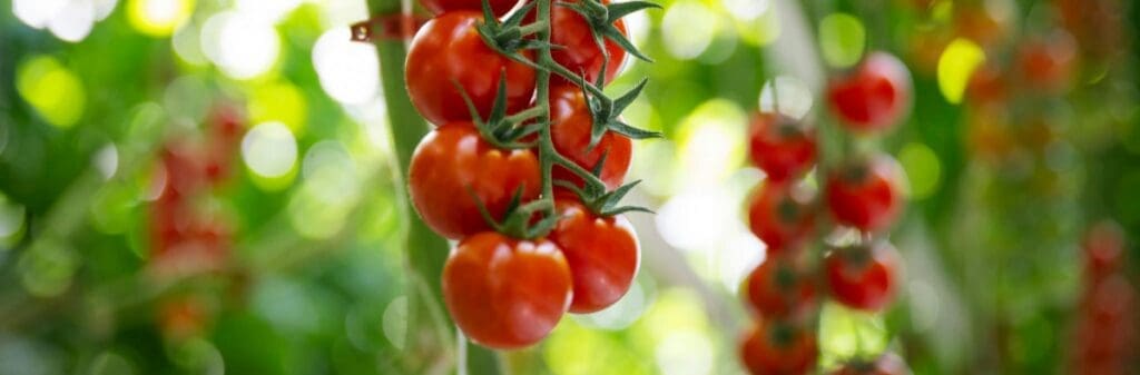 Red tomatoes, classic fruiting vegetables, growing in clusters on vines in the garden.