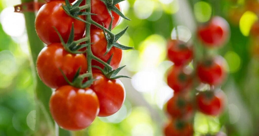 Cluster of ripe red tomatoes, classic fruiting vegetables, hanging on the vine in the garden.
