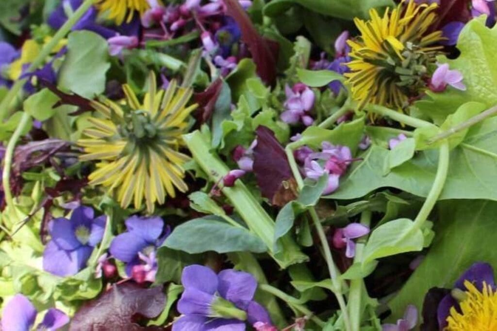 Mixed salad greens with edible flowers for a fresh garden to table experience.