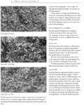 A page from a book shows three photos of hemp with different amounts of fiber.