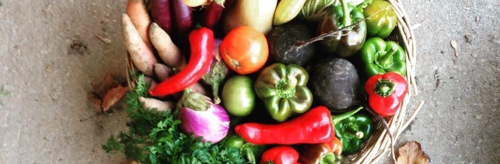A yard to table basket filled with assorted fresh vegetables, including peppers and tomatoes.